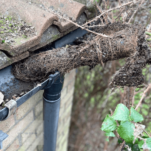 Exceptional Gutter Cleaning Services in Luton, Bedfordshire