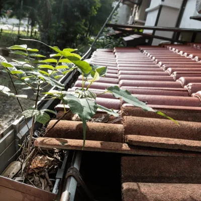Exceptional Gutter Cleaning Services near me